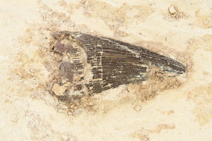 Fossil Pliosaur (Brachauchenius) Tooth - Asfla, Morocco #270965